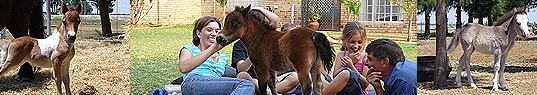 Mini Horses